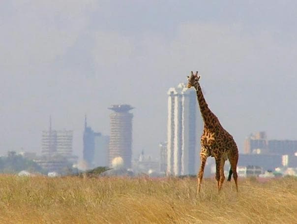 Giraffe at Nairobi National Park