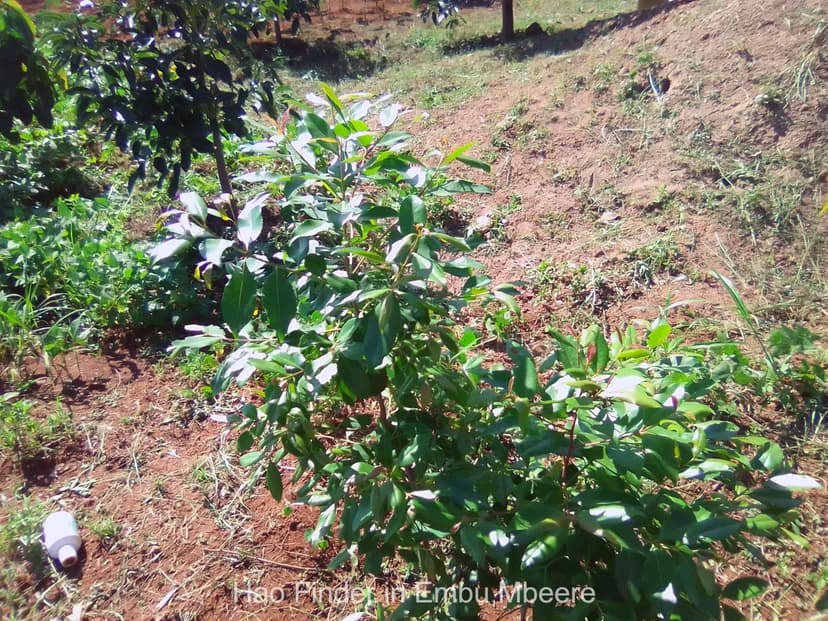 Business opportunities in Embu County