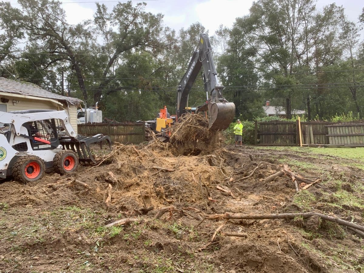 Florida Law - Tree Removal