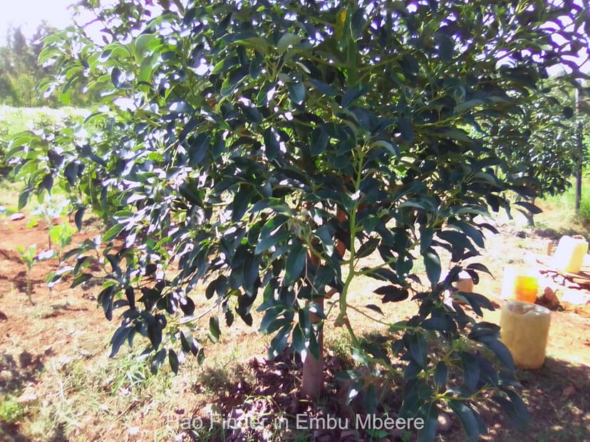 Value addition and agribusiness in Embu