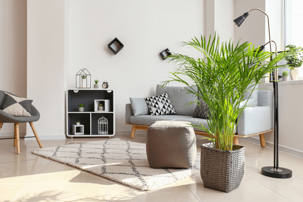 Plants for home decor