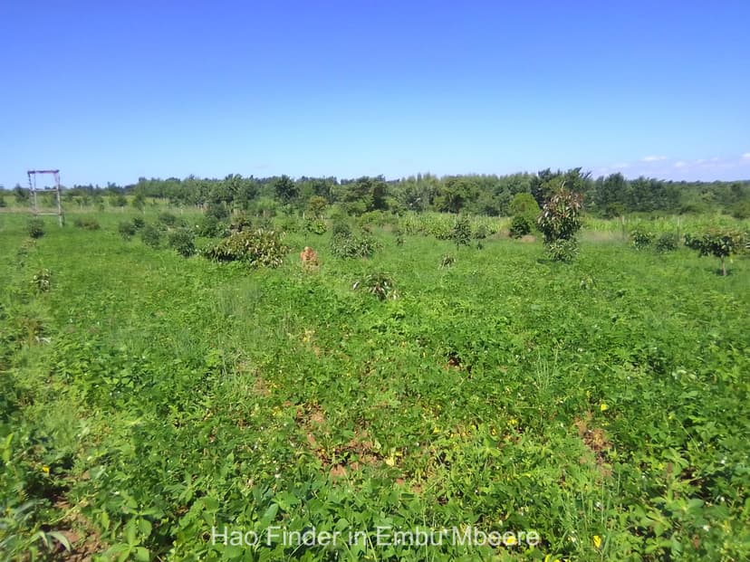Hass avocado farming in Embu
